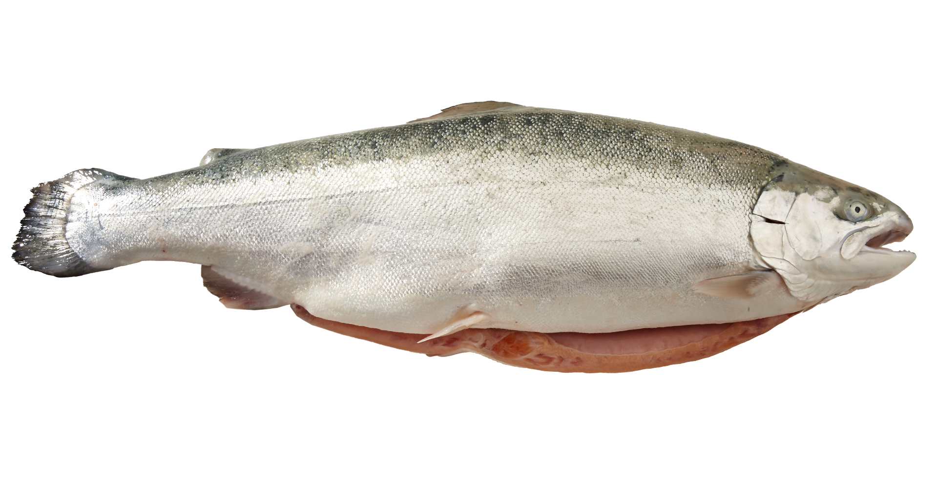 Salmon/Trout GST Group